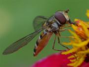More Bzzz