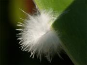 Fluffy!